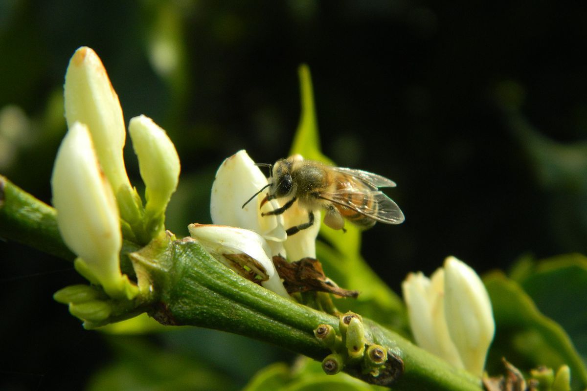 Кава виявилася корисним напоєм і для бджіл теж, довели вчені. Бджолам, яким давали каву, приносили більше меду.