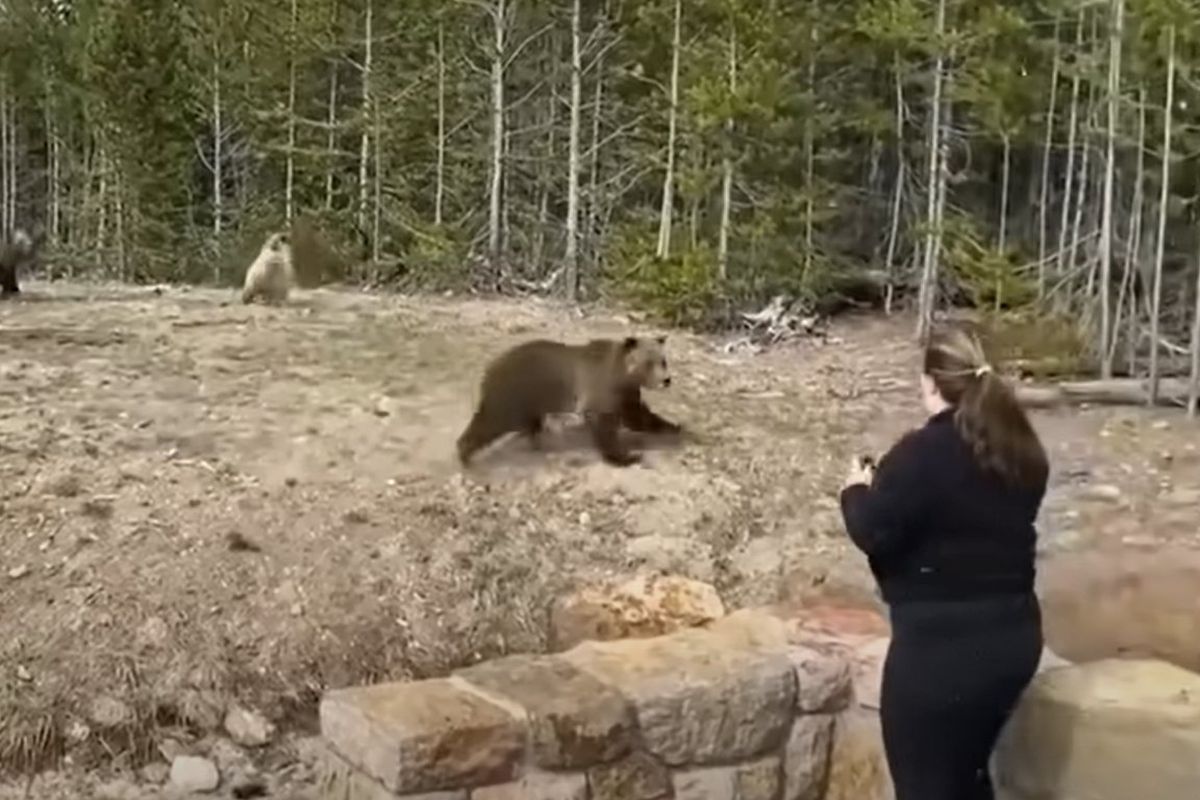 Туристці з США загрожує рік в'язниці за зйомки ведмедів грізлі. Дівчина годувала і дражнила хижака для фото.