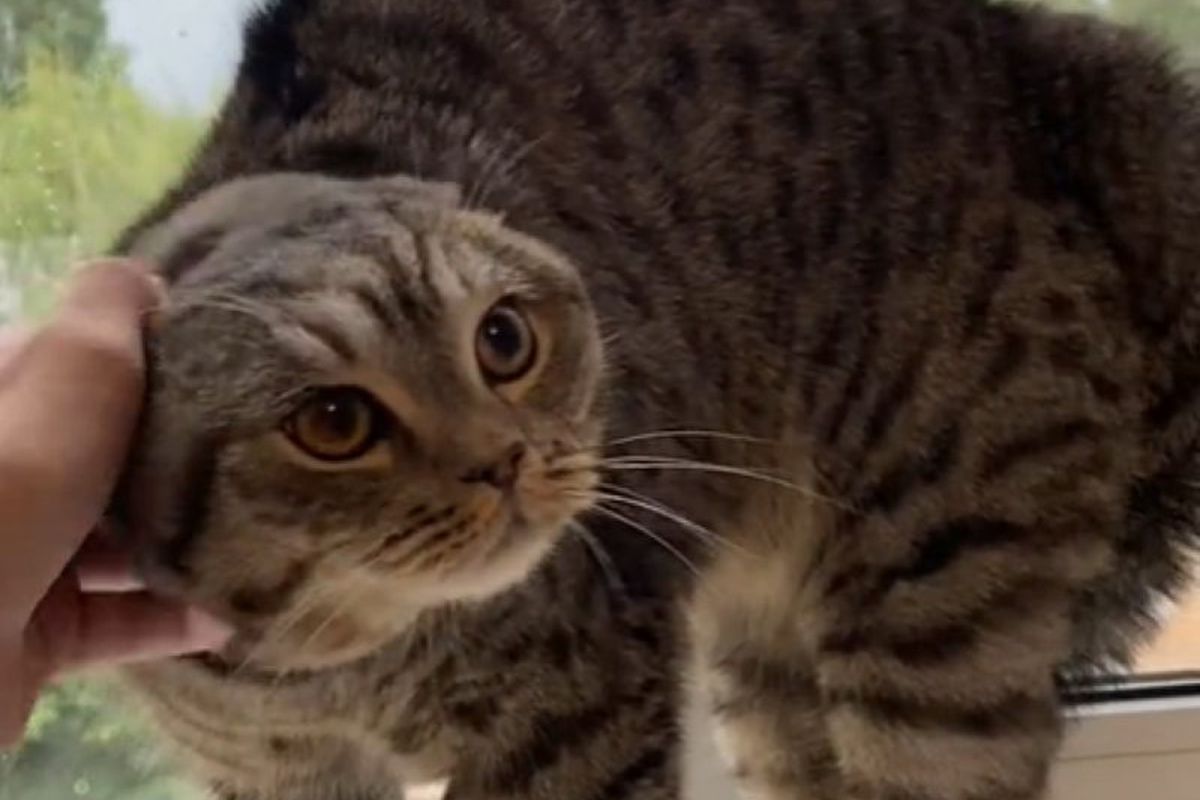 Емоційна реакція кота на блискавку потрапила на відео. Тільки послухайте, на що це схоже.