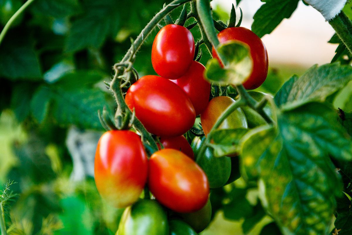 Як доглядати за томатами в серпні. Щоб отримати хороший урожай, не можна обмежуватися одним поливом.