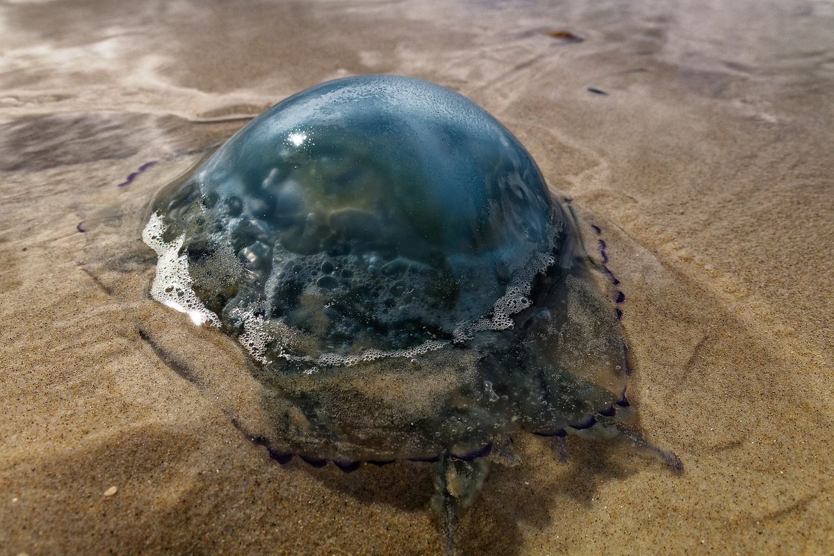 Неймовірна фотографія напівпрозорої медузи з рибою в середині була зроблена на британському пляжі. Ймовірно, для медузи це був останній обід.