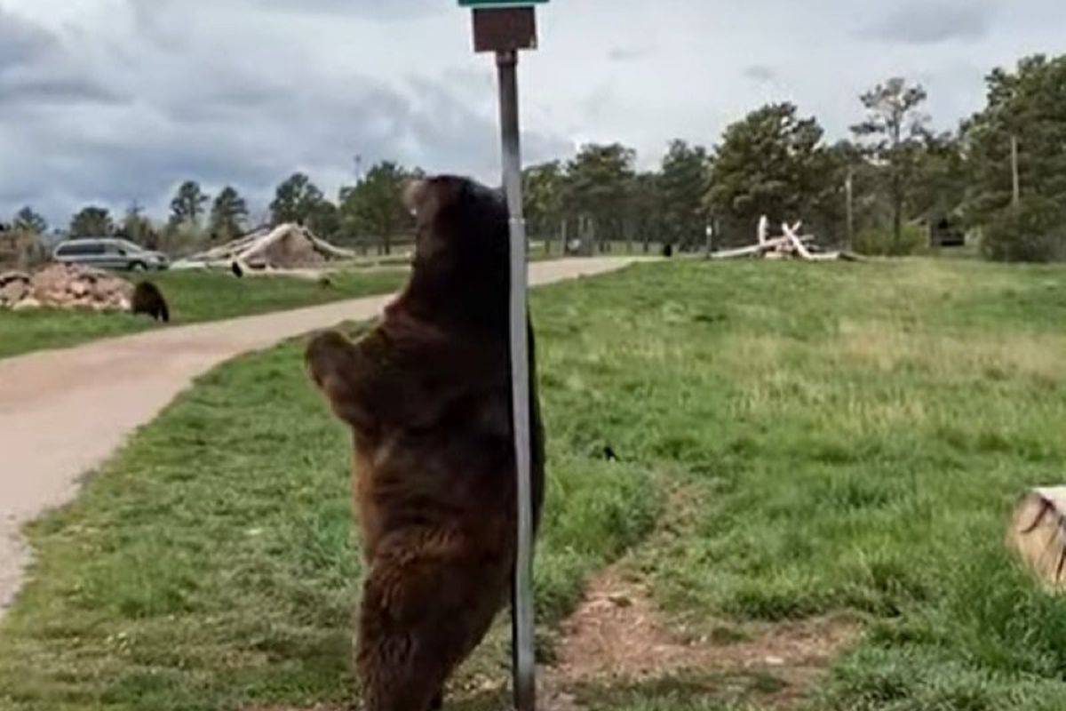 Ведмідь знайшов незвичайну чесалку для спини і став улюбленцем Мережі. Стовп якраз ідеально підійшов.