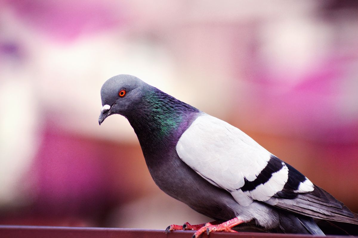Що означає, якщо голуб залетів на ваш балкон: народні прикмети. Стосовно голубів на балконі існують певні прикмети.