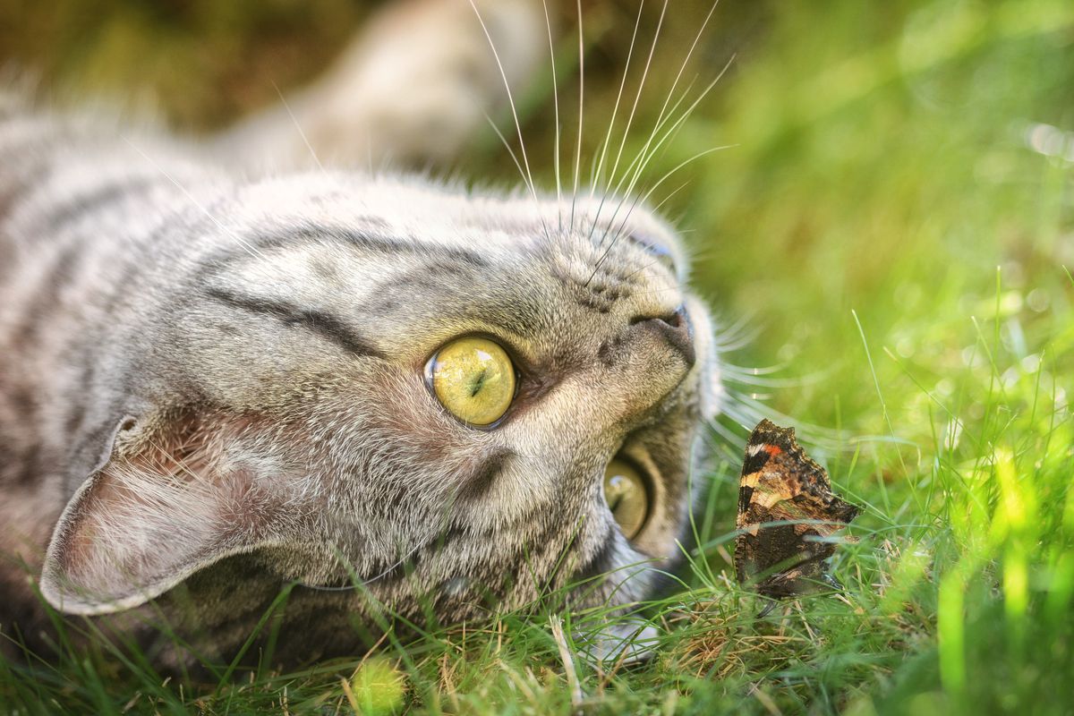 Чи варто дозволяти кішці ловити комах. Не завжди полювання кішки на комах є гарним заняттям.