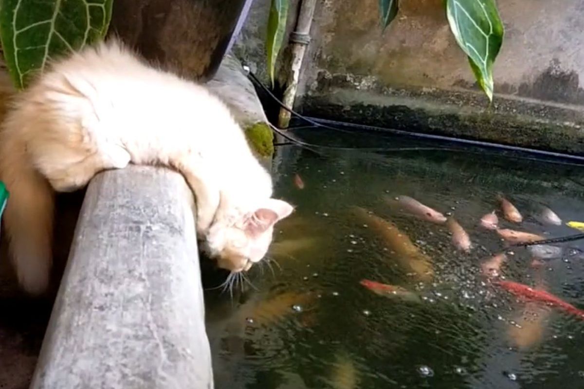 Тільки подивіться, як емоційно кіт розмовляє з рибками. Пухнастик розповім рибам про свої проблеми.