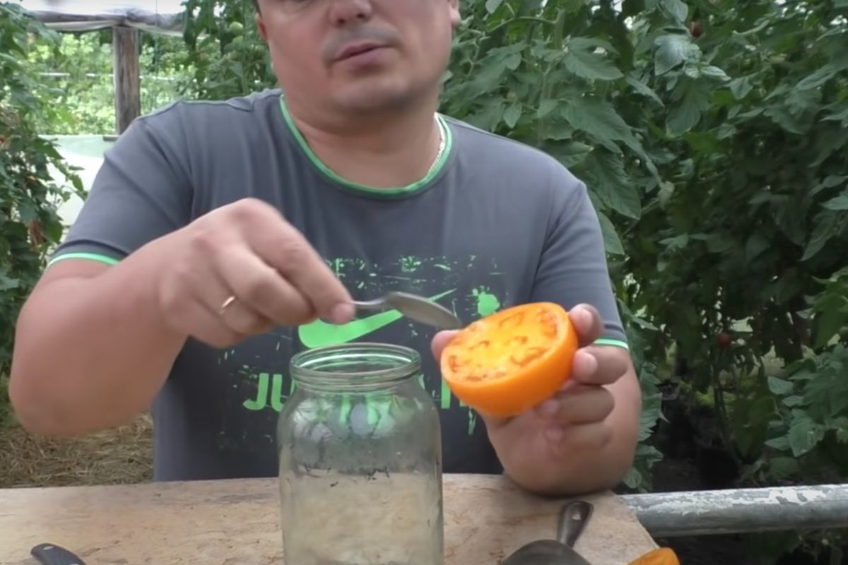 Як правильно зібрати та зберігати насіння з помідорів. Зробити це досить просто, потрібно лише дотримуватися кількох правил і техніки.