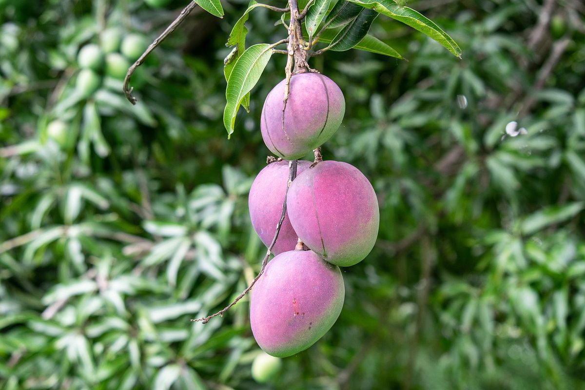 Зміна клімату змушує сицилійських фермерів вирощувати манго замість апельсинів. Спекотна і суха погода змінює умови для ведення сільського господарства на Сицилії.