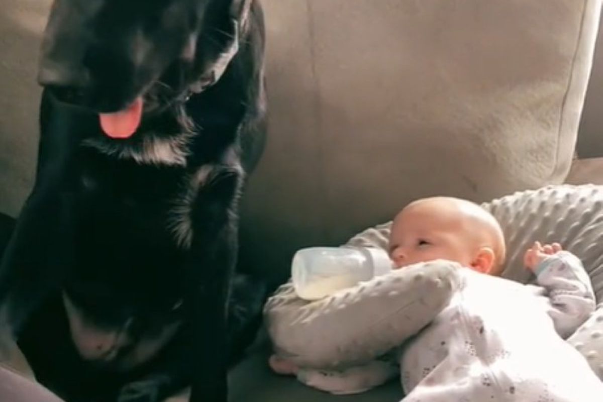 Собака так стежить за немовлям, що навіть рідній матері не дає до нього торкатися. Несподіване відео з дбайливим псом.