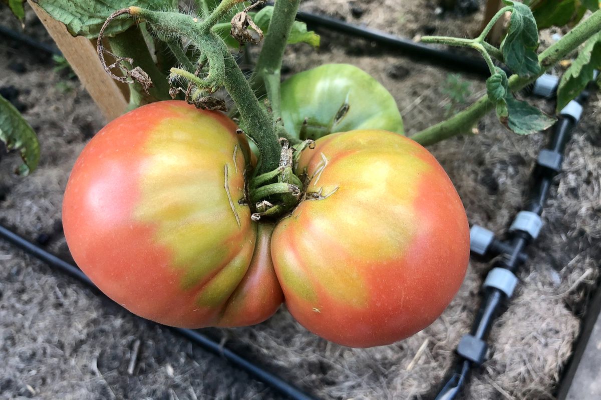 Чому томати не дозрівають навколо плодоніжки та як з цим швидко впоратися. Хвороба або нестача мікроелементів?