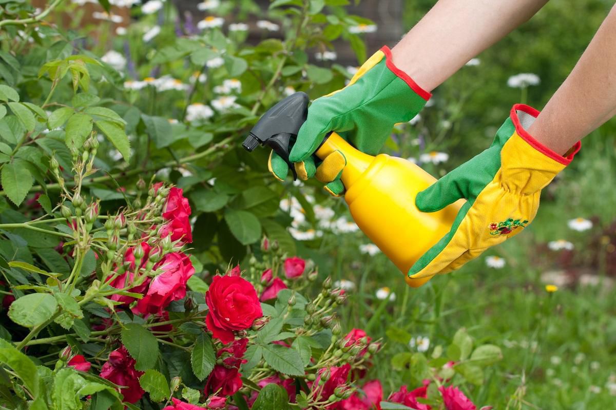 Кілька дієвих засобів, за допомогою яких можна захистити садові троянди від хвороб і шкідників. Існують певні засоби для захисту троянд від хвороб та шкідників.
