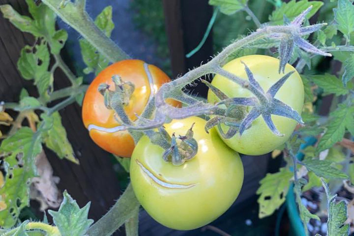 Чому тріскаються помідори при дозріванні: виявляємо причину і ефективно боремося з нею. Вади на томатах ніяк не пов'язані з хворобами.