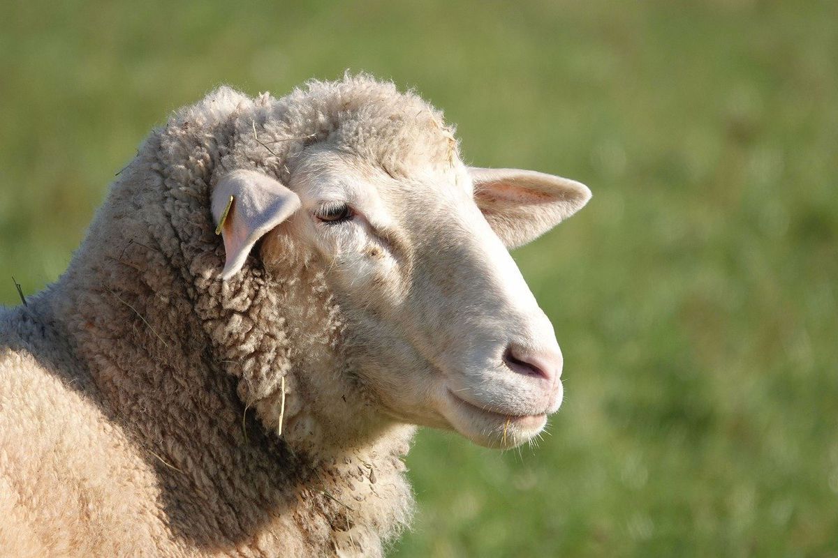Один удар блискавки в Грузії вбив понад півтисячі овець. Спустити з гори таку кількість туш тварин фермери навіть не намагалися.