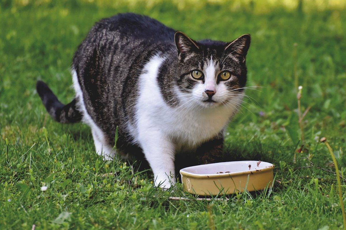Вчені довели, що кішки не бажають працювати заради отримання їжі. Кішки більше полюбляють отримувати їжу без докладання зусиль.