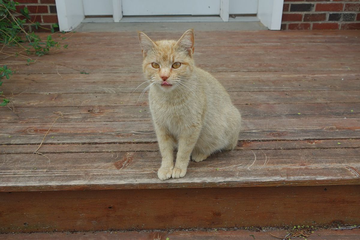 Кішка сидить біля вхідних дверей: що означає така прикмета. Чому кіт облаштувався біля порогу.