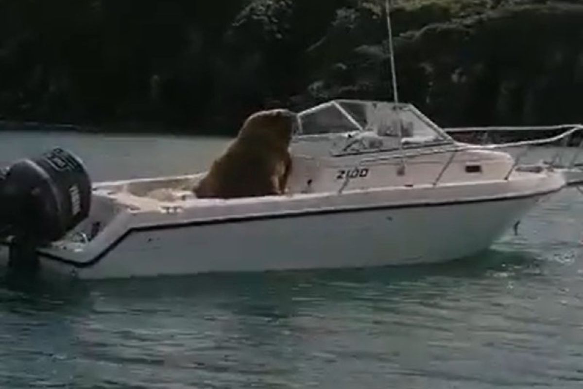 Величезний морж вирішив на деякий час орендувати чужий човен. Тепер він капітан.