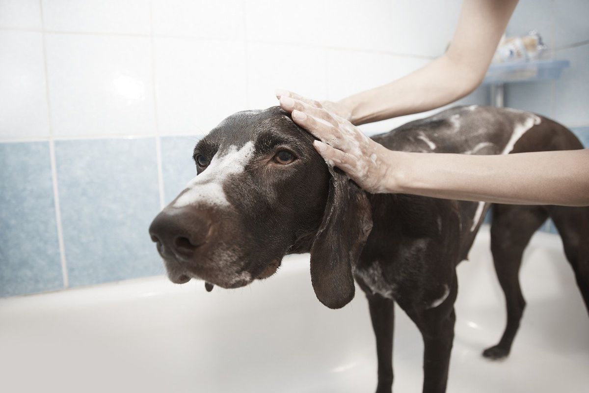Як часто можна мити собаку: загальні правила і винятки. Коли купати вихованця.