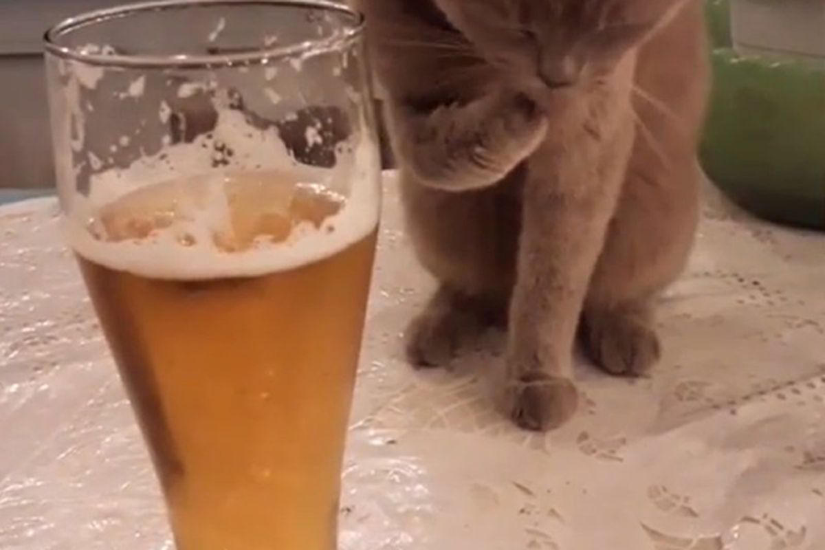 Мережу розвеселив пухнастик, що обожнює світле пиво з пінкою. Котик — пивний животик.