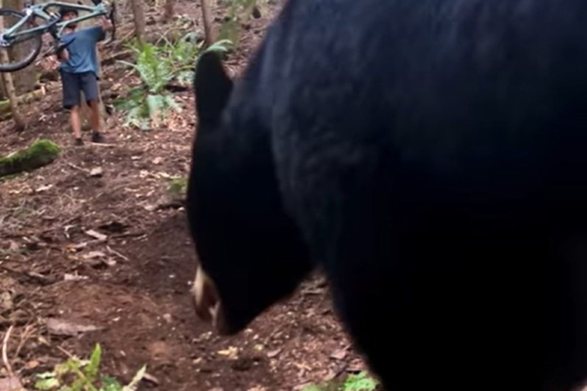 Зустріч велосипедиста з ведмедем в лісі потрапила на відео. Спортсмен зумів відігнати тварину.