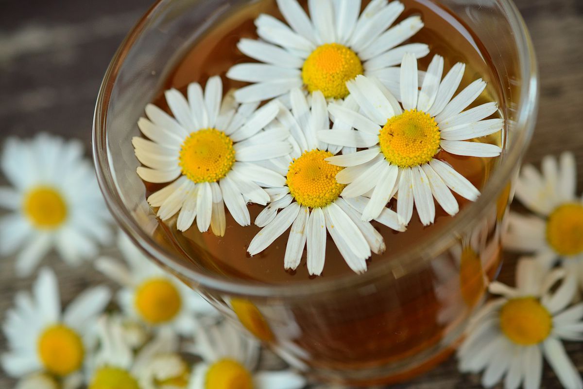 5 переваг ромашкового чаю, які поліпшать ваше здоров'я. Наші предки дуже цінували ромашку.
