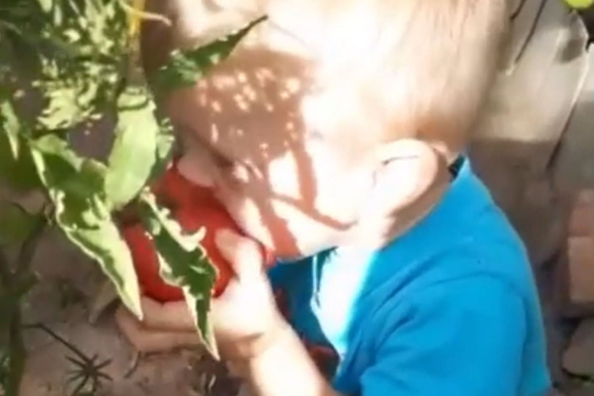 Жінка зняла відео поїдання помідор двоногим колорадським жуком на ім'я Єгор. Користувачка Instagram поділилася роликом, знятим в городі.
