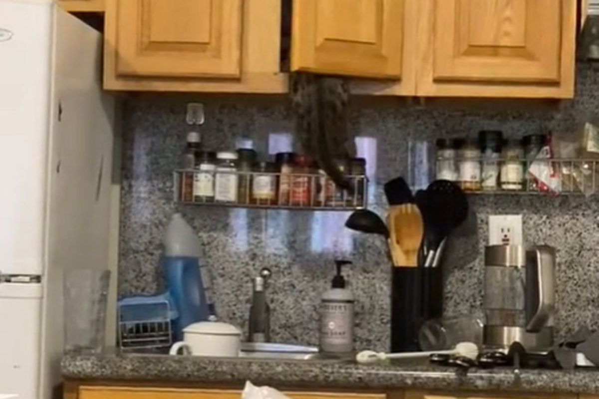 На відео потрапив котик, який голодним точно ніколи не залишиться. Пухнастик самостійно дістав корм з шафи.