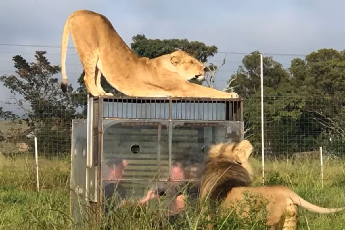 У ПАР з'явився «зворотний зоопарк», в якому леви гуляють навколо клітки з людьми. Організатори запевняють, що екстремальна розвага абсолютно безпечна.