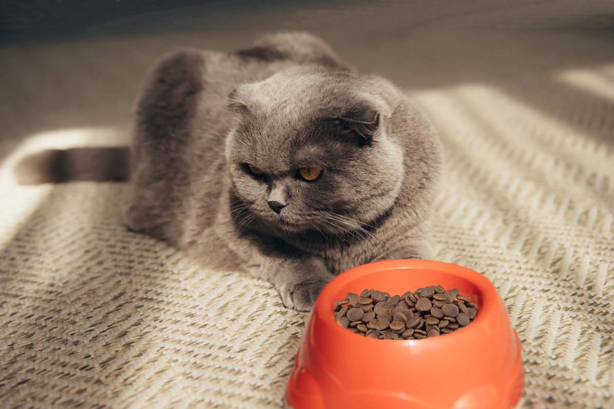 З яких причин кішки можуть відмовлятися від їжі і що з цим робити. Кішки можуть відмовлятися від їжі з різних причин.