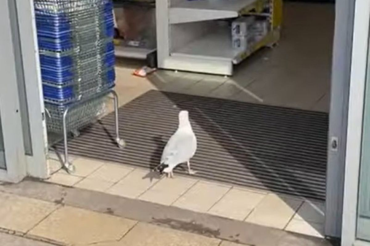 Заради чипсів моторна чайка пішла на зухвале пограбування супермаркету в Англії. Пернатий злодюжка потрапив на відео.