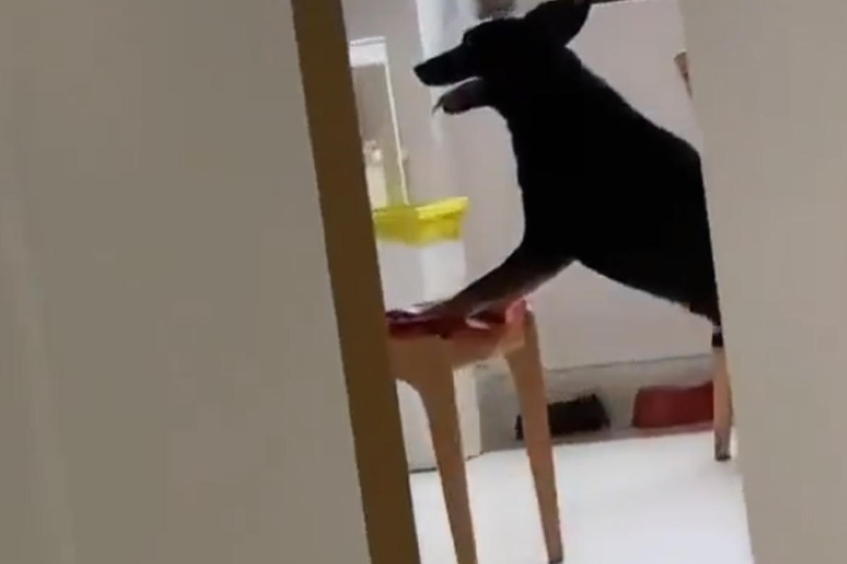 Собака з цього відео точно голодною ніколи не залишиться. Щоб дістатися до їжі на плиті, тварина пішла на хитрість.