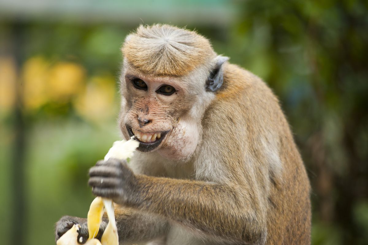 Чи справді мавпи люблять банани чи це просто лише міф. Харчування мавп.
