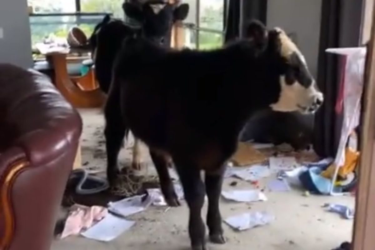 Мешканка Австралії показала розгромлений биками будинок. Тварини вирішили змінити обстановку.