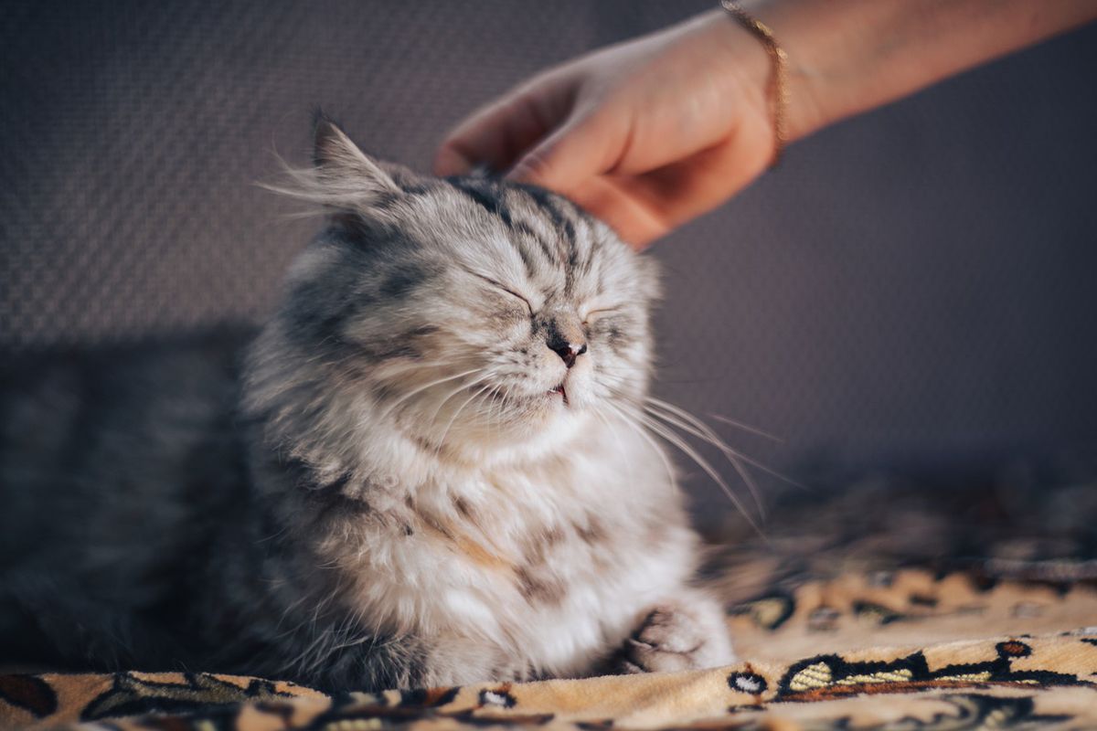 Вчені з'ясували, як правильно гладити котів. Розповідаємо, як правильно гладити кішку.