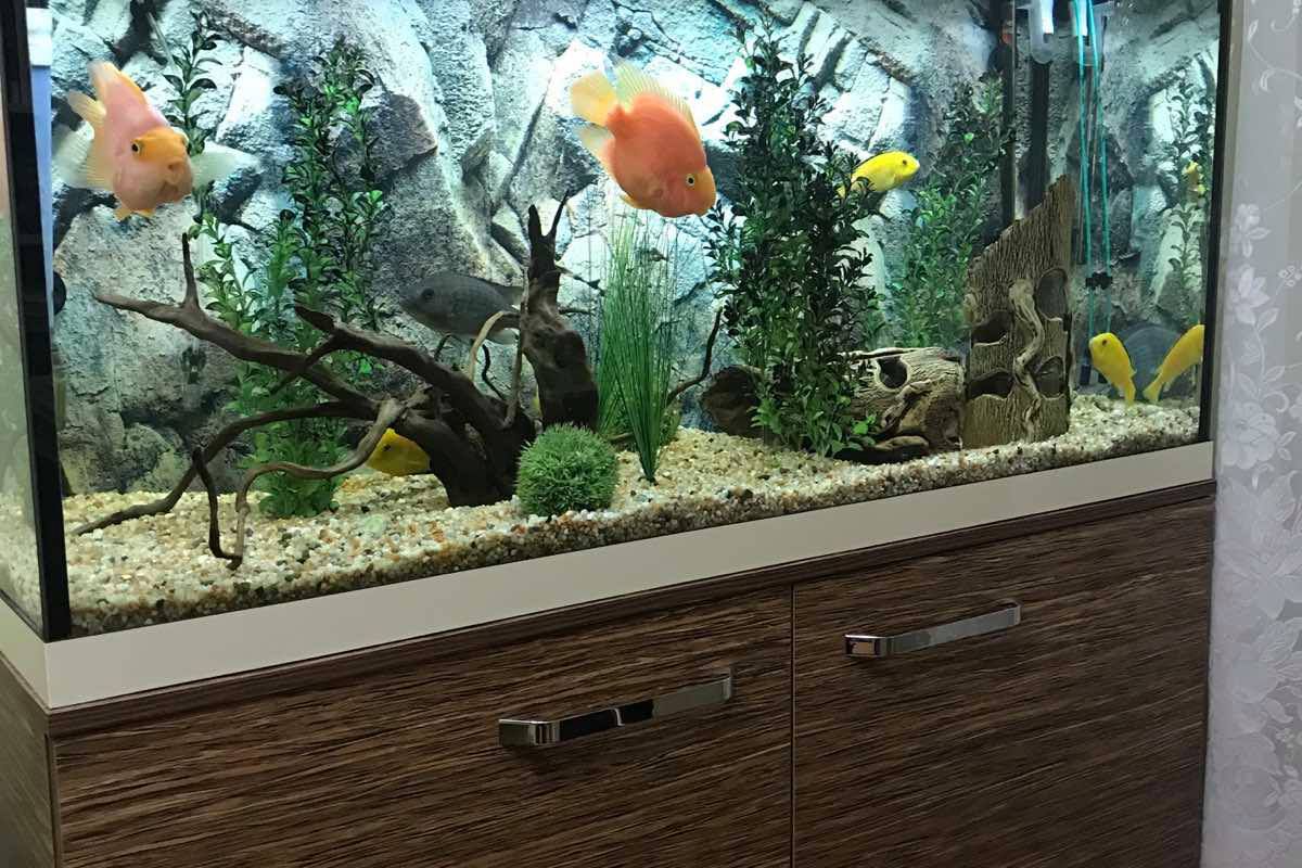 Чому в будинку обов'язково повинні бути рибки: живі в акваріумі, у вигляді картинок і статуеток. Чому за прикметами свій будинок варто заповнити рибками.