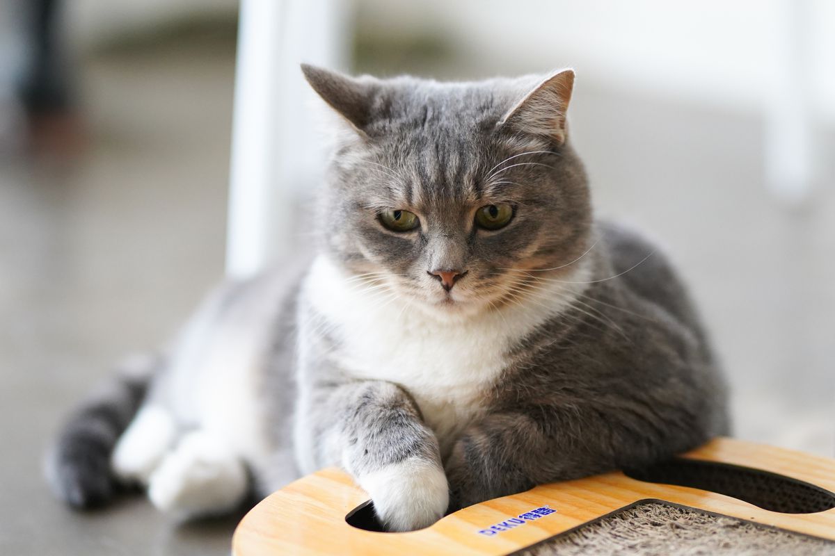 За якими ознаками можна виявити у своєї кішки зайву вагу. Деякі ознаки можуть вказати на наявність зайвої ваги у вашої кішки.