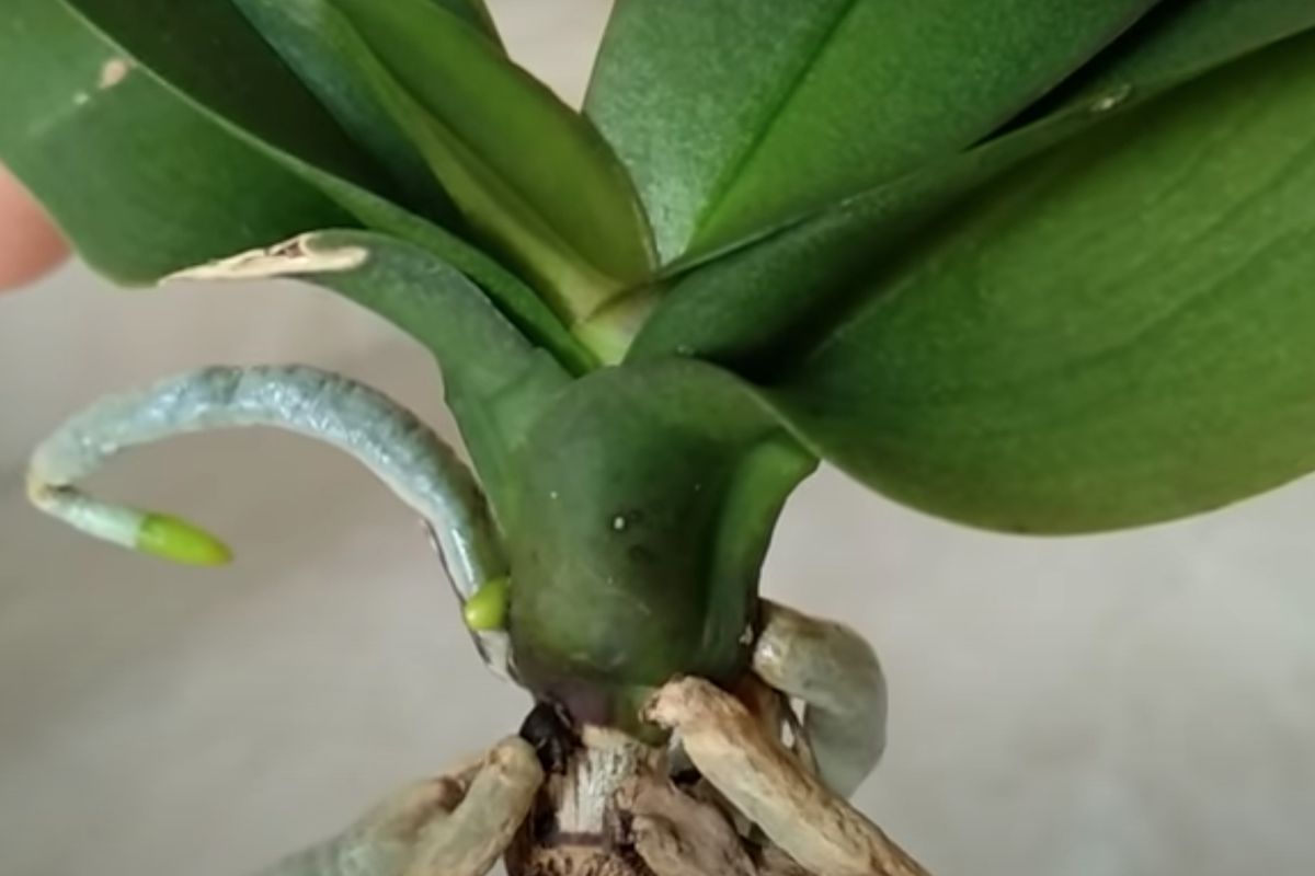Ці 4 кислоти повернуть орхідеям життя — копійчана реанімація. Рослина наростить коріння і буде цвісти як раніше.