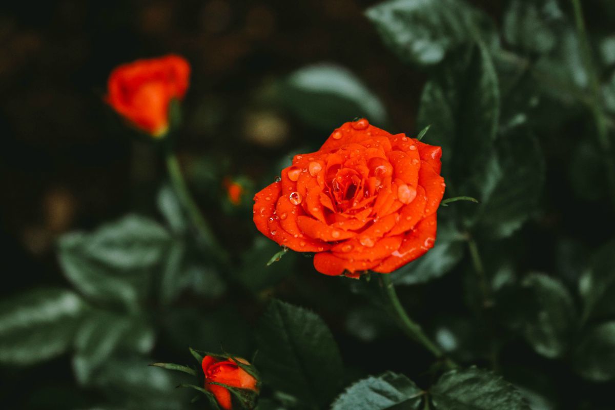 Ці кілька секретів допоможуть виростити гарні троянди на присадибній ділянці. Знаючи певні секрети, можна виростити гарні троянди на власній ділянці.