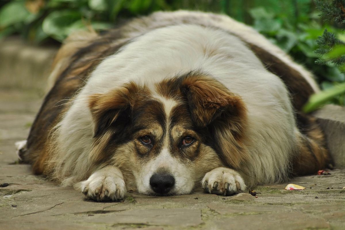 За якими ознаками можна виявити зайву вагу у свого собаки. Зайву вагу у собаки можна легко виявити за кількома ознаками.