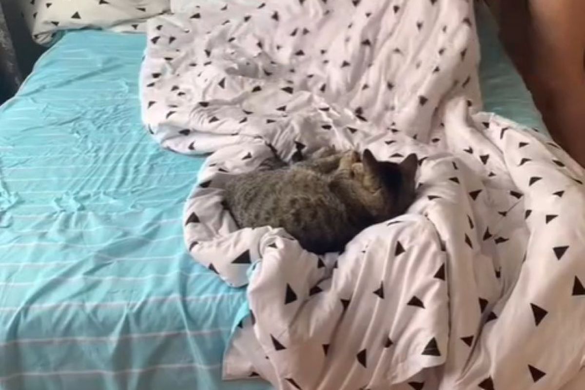 Блогерка показала, як реагує її кішка, коли вона намагається заправити ліжко. Вдає, ніби навколо нічого не відбувається.