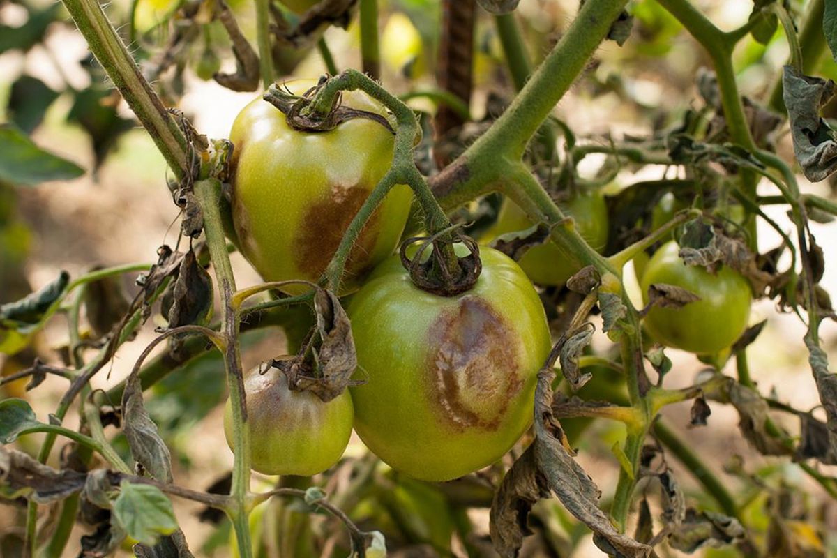 Як вилікувати томати від фітофторозу за допомогою народних засобів. Фітофтороз томатів можна подолати за допомогою народних засобів.