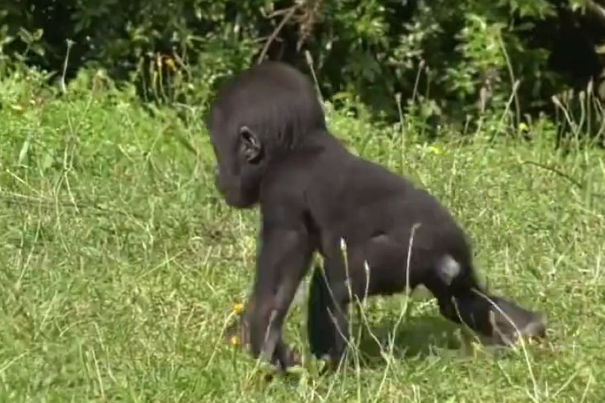 Співробітники зоопарку записали на відео перший рік життя маленької шимпанзе. День народження мавпочки святкували всім зоопарком.