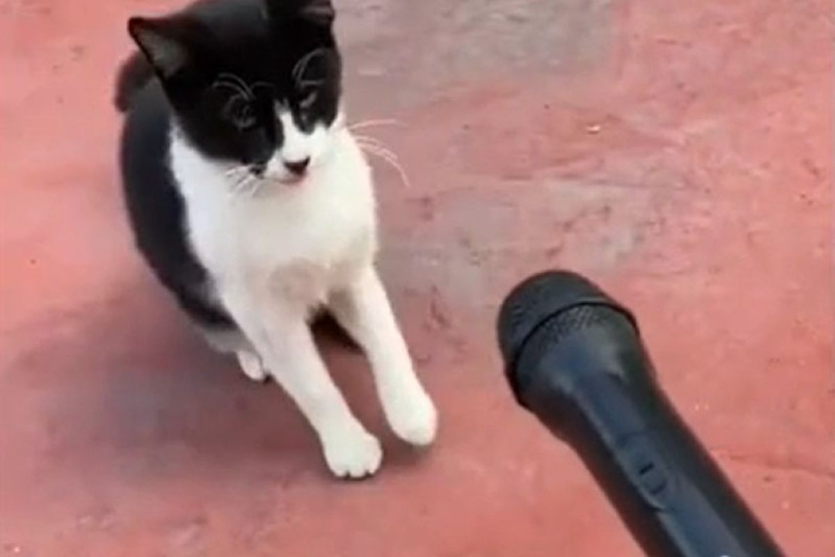 Кіт, який відмовився від інтерв'ю, повеселив Мережу. Ніяких коментарів.