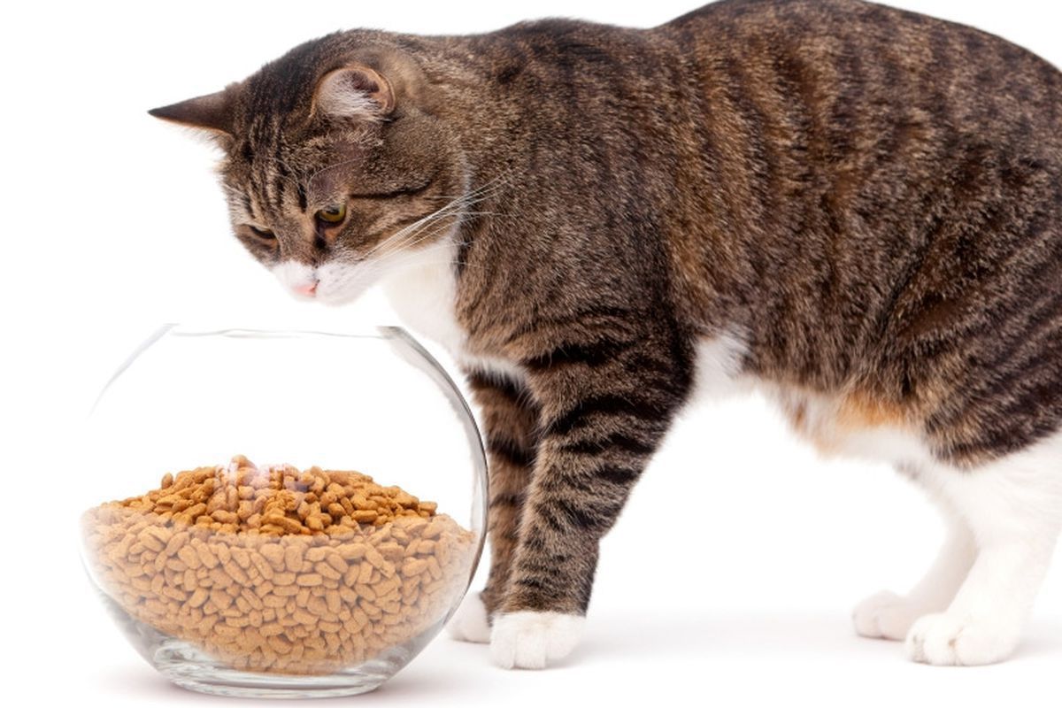 Як допомогти своєму коту пережити дієту і не стати йому ворогом. Можна допомогти своєму вихованцю схуднути безболісно.