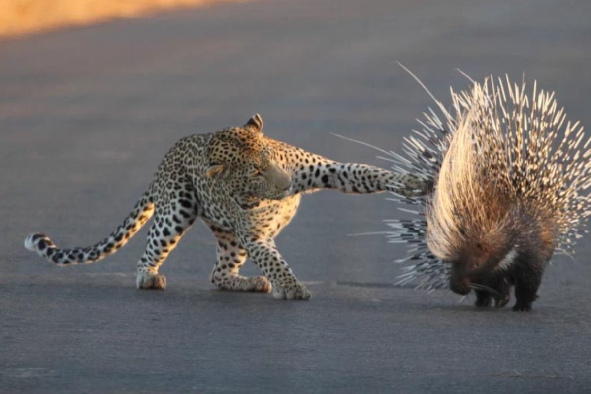 Леопард напав на дикобраза, але в результаті залишився ні з чим. Дикобраз показав спосіб оборони голками.
