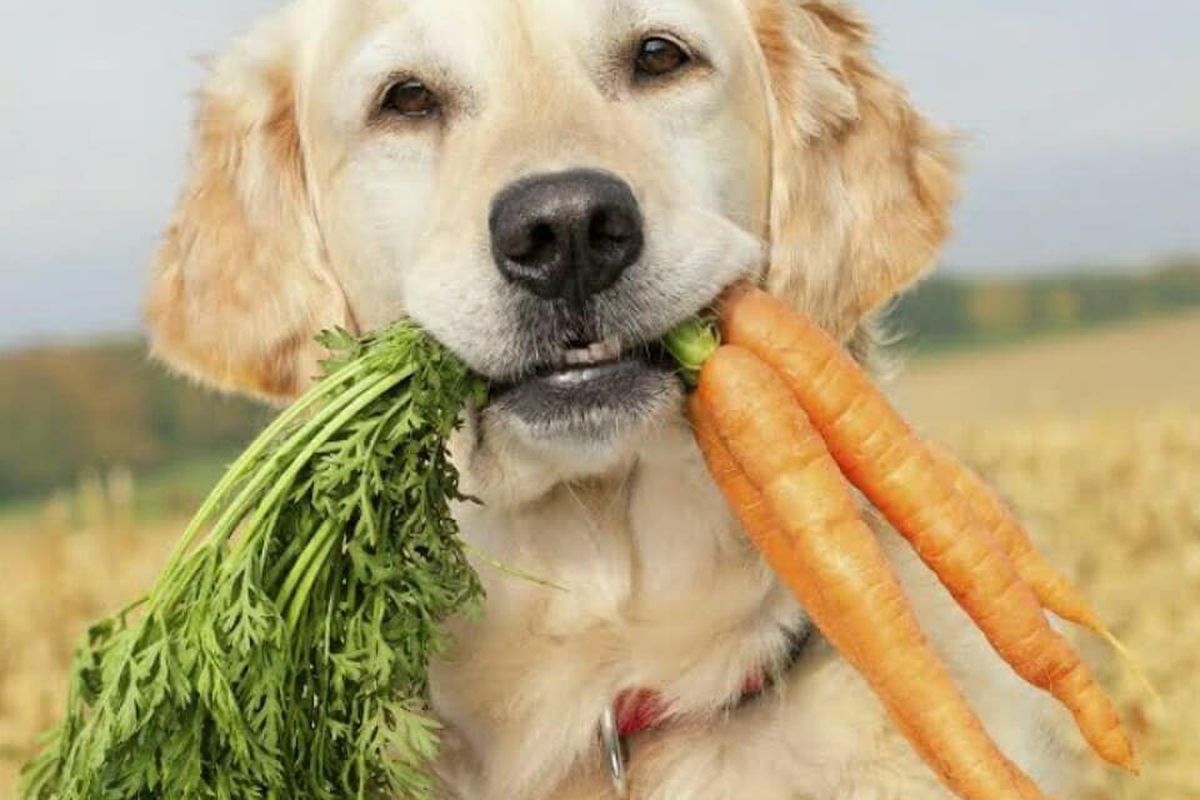 Які овочі можна давати собаці в їжу і навіть потрібно, а які протипоказані. Продукти рослинного походження повинні складати не більше 10 % раціону пса.