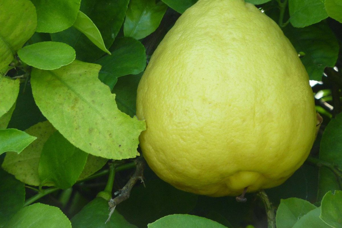 Лимон вагою 2,6 кг виростили в Австралії, але всередині він виявився скромнягою. Величезний лимон — це пондероза — гібрид цитрона і лимона.