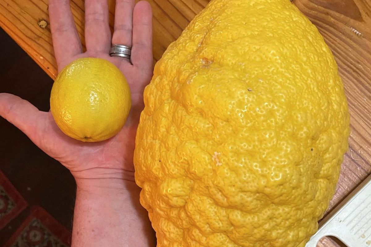 В Австралії люди виростили лимон-гігант вагою 2,6 кг на власному подвір'ї. Австралійцям вдалося підняти садівництво на абсолютно новий рівень.