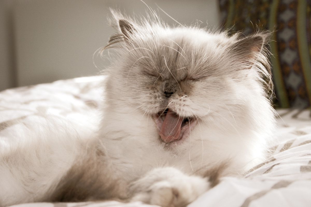 З яких причин у кішок може виникати неприємний запах з пащі. Існують певні причини появи неприємного запаху з пащі у котів.