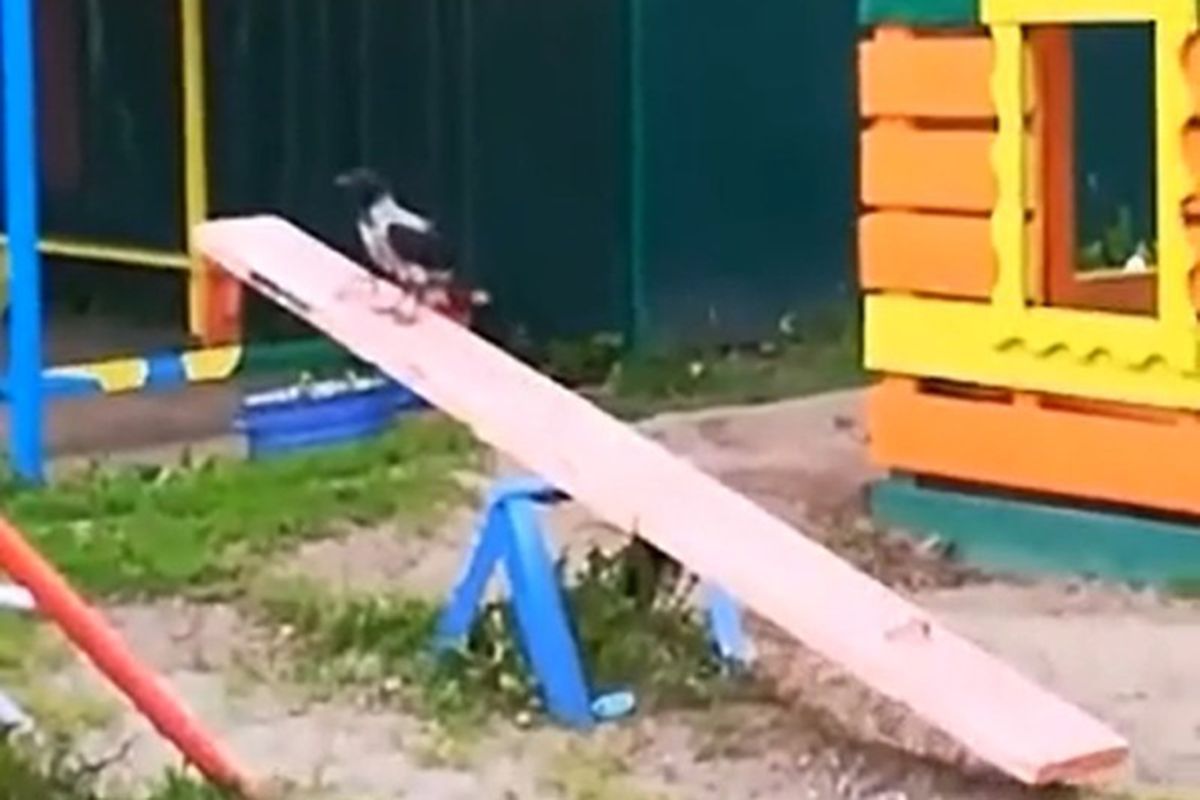 Ворона, яка облюбувала гойдалку на дитячому майданчику, потрапила на відео. Хитрий птах влаштував веселий атракціон.