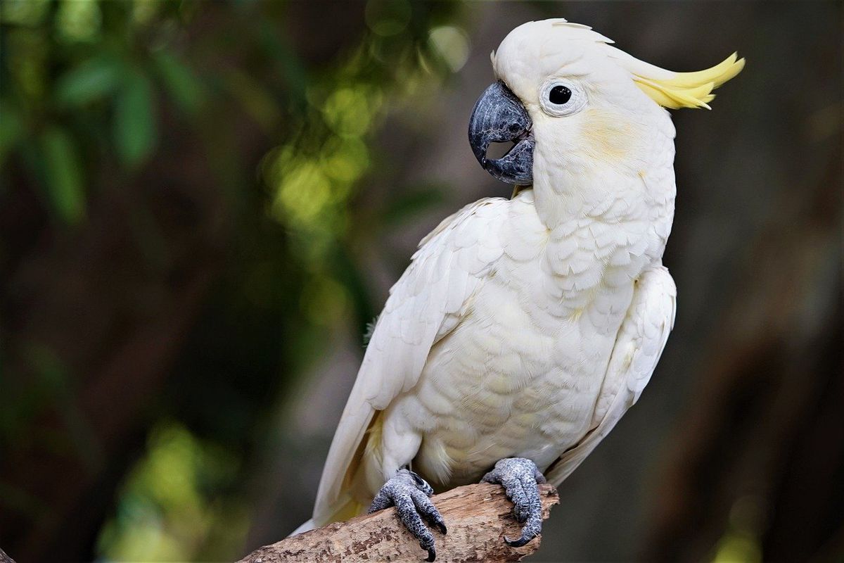В Індонезії дикі какаду навчилися робити столові прибори. З їх допомогою птахи їдять фрукти.