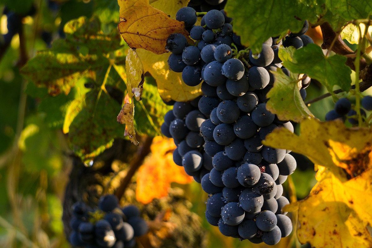 Вчені з США з'ясували, що під час посухи винограду не потрібний надмірний полив. Як поливати виноград в засушливий період.